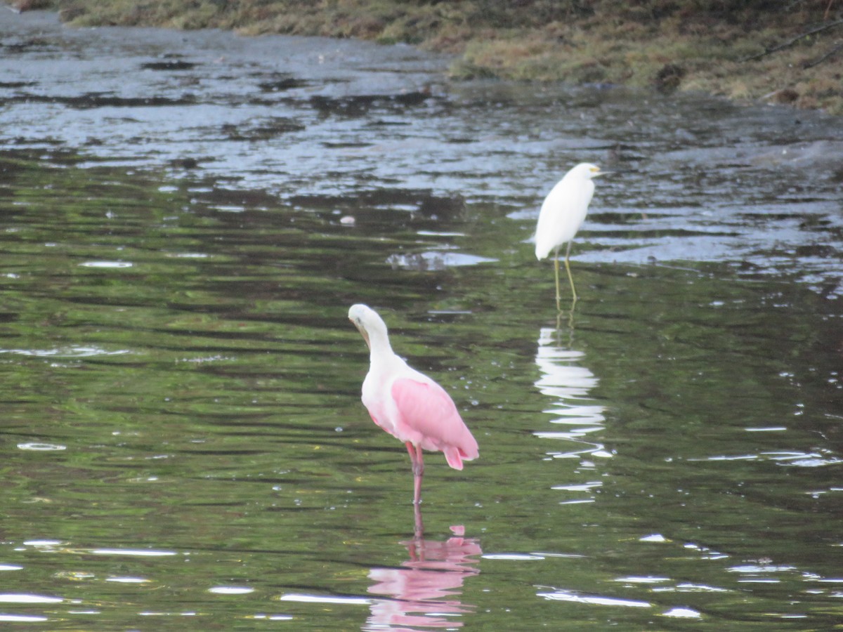 Roseate Spoonbill - ML608896377