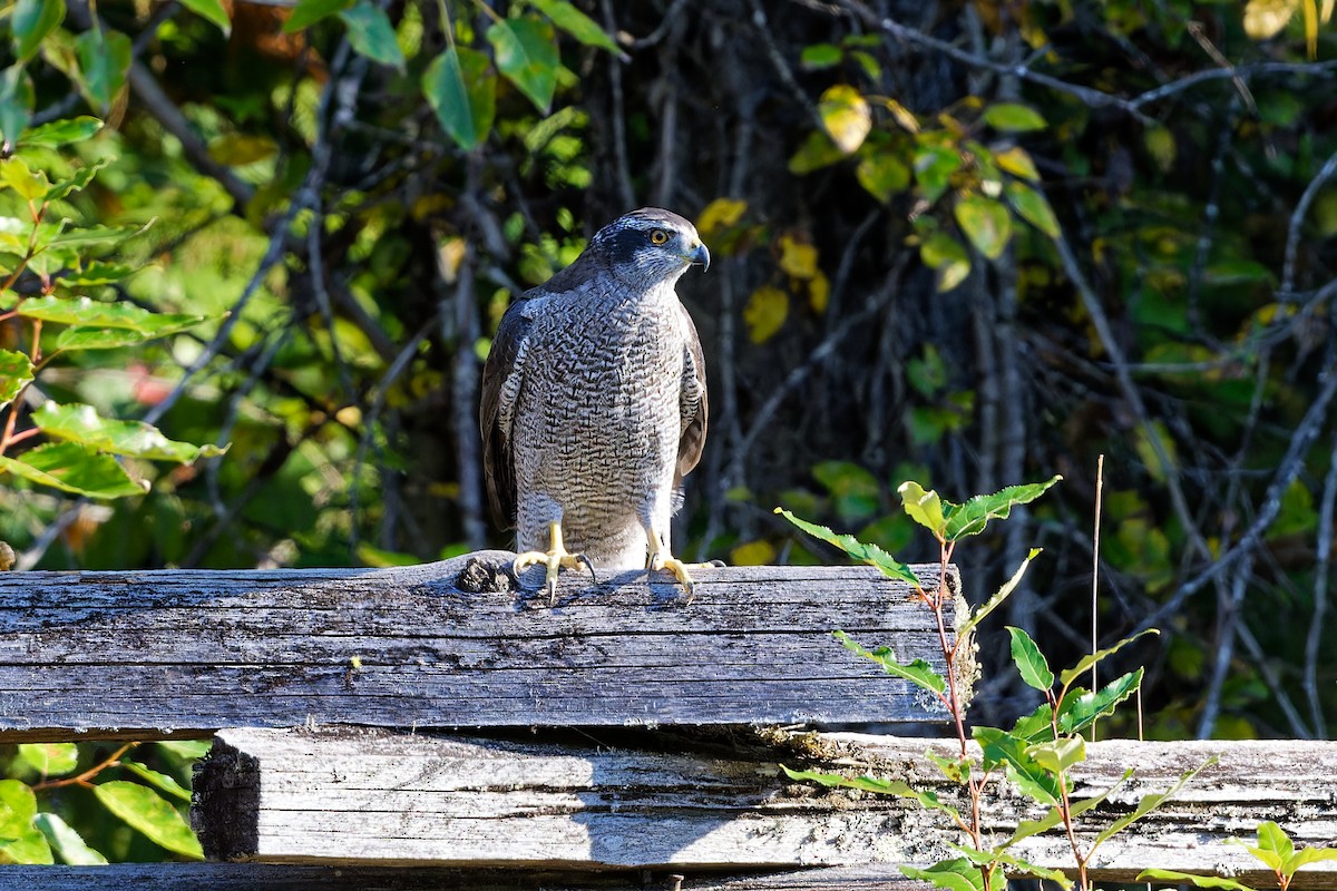 American Goshawk - ML608896436