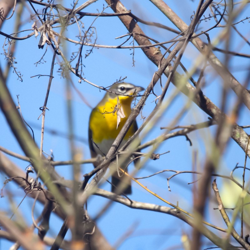 Yellow-breasted Chat - ML608896437
