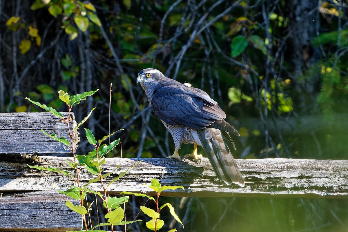 American Goshawk - ML608896440