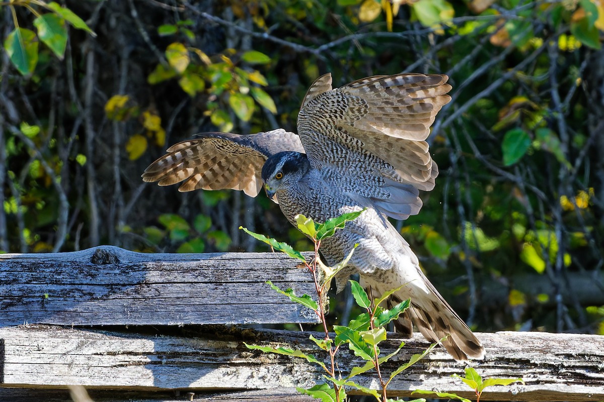 American Goshawk - Daniel Eslake