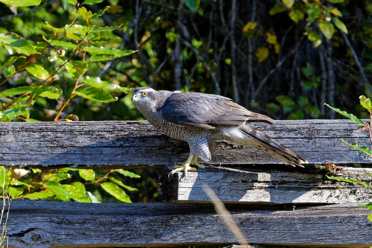 American Goshawk - ML608896460