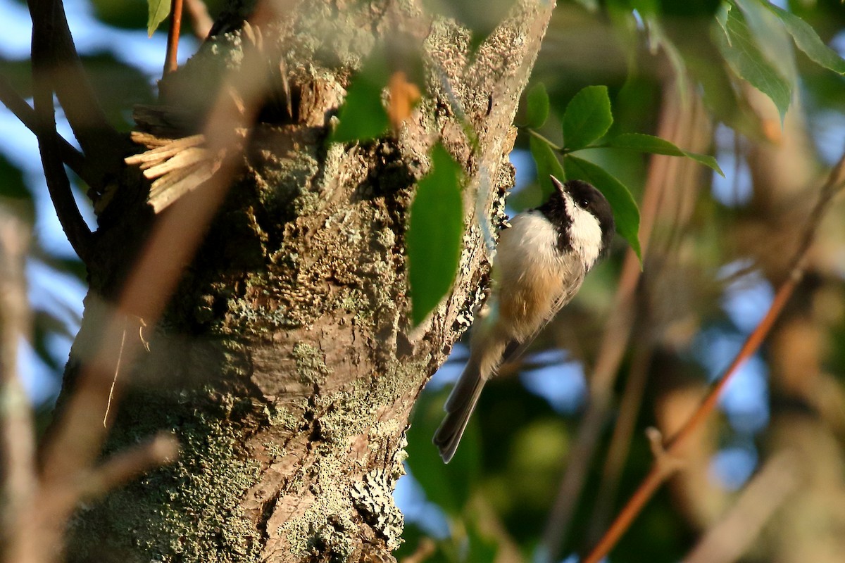 Black-capped Chickadee - ML608896601