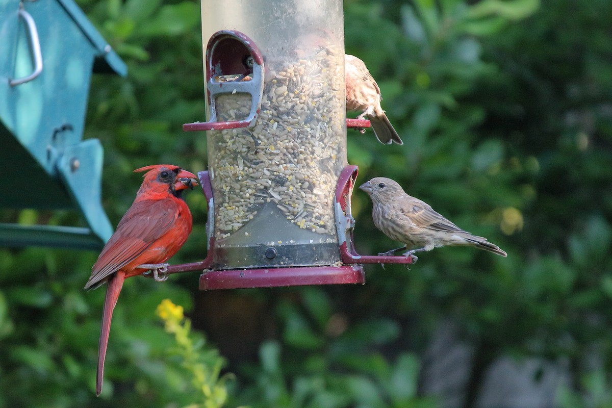 House Finch - ML608896637