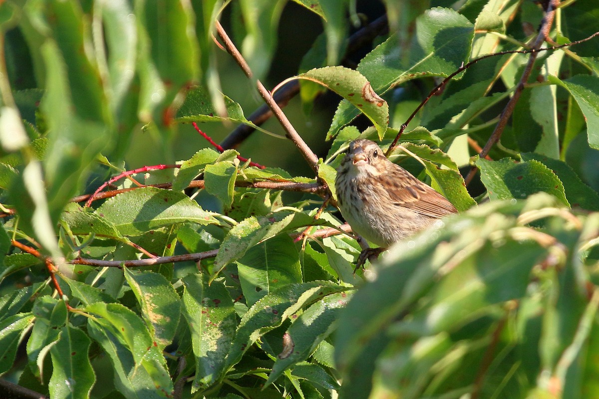 Song Sparrow - ML608896641