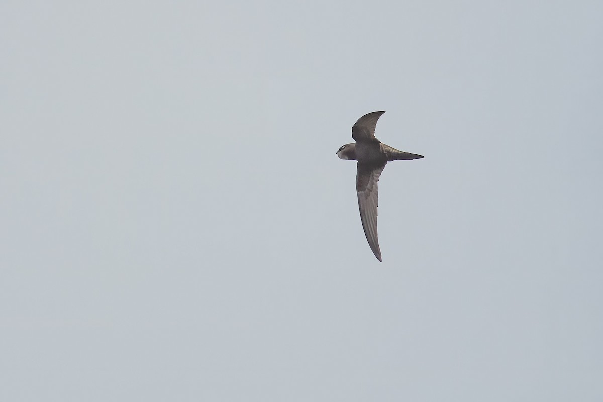 Common Swift - ML608896651