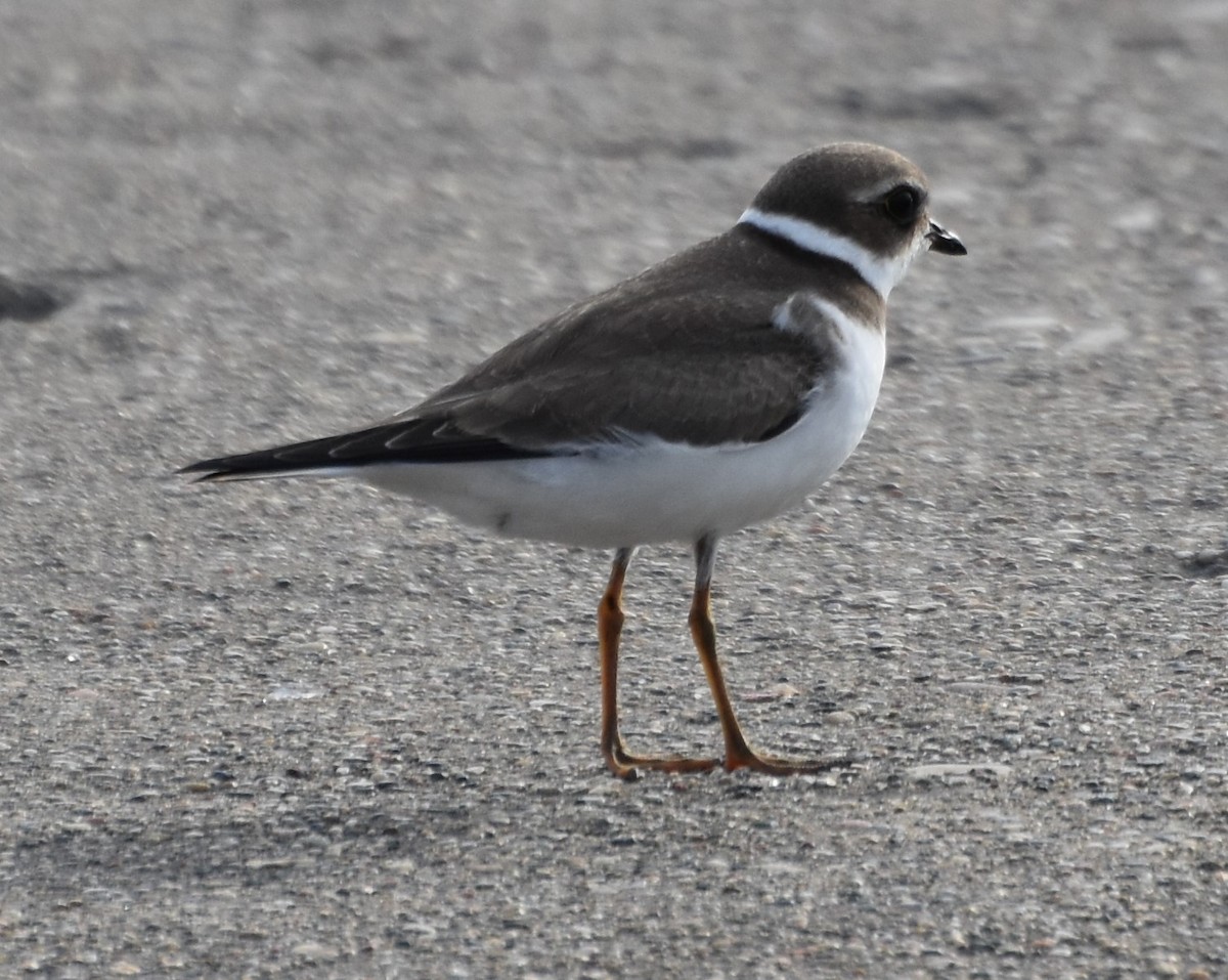 Semipalmated Plover - ML608896703