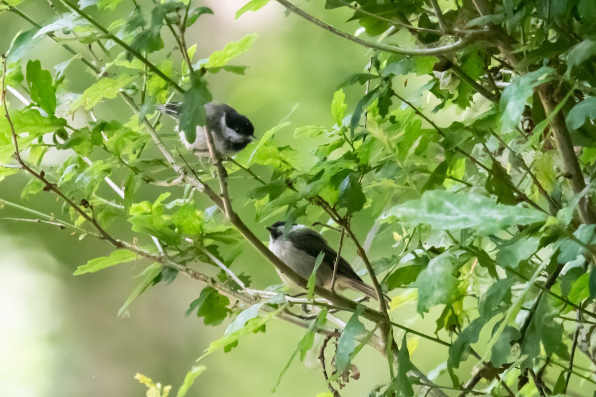 Mésange nonnette - ML608896732