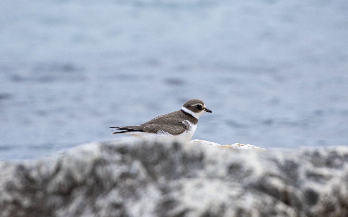 Semipalmated Plover - ML608896854