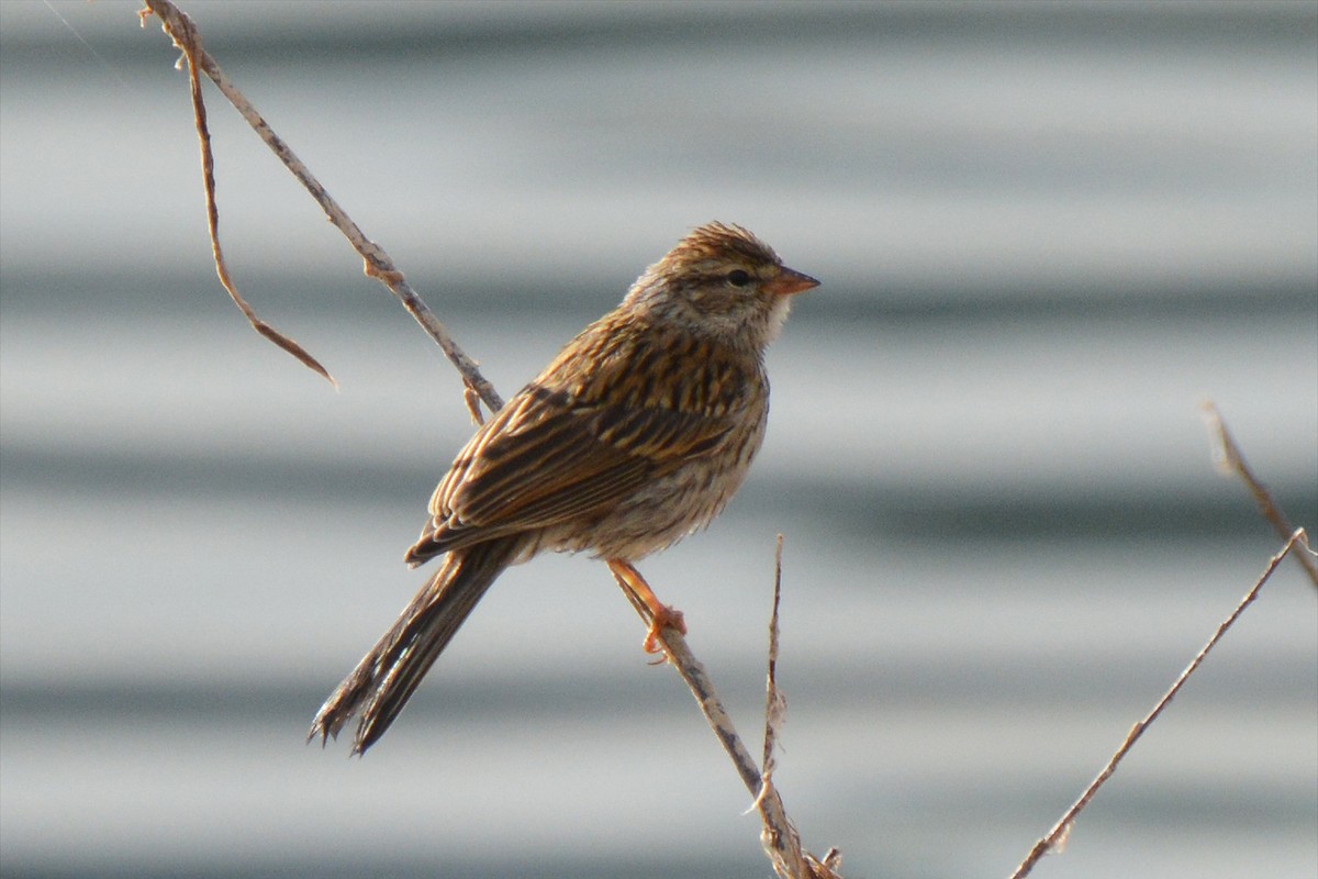 Chipping Sparrow - ML608896856