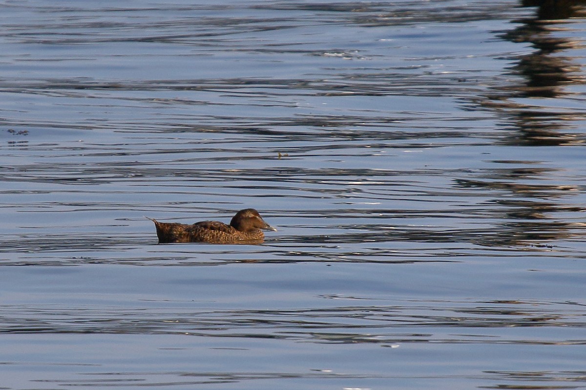 Common Eider - ML608896884