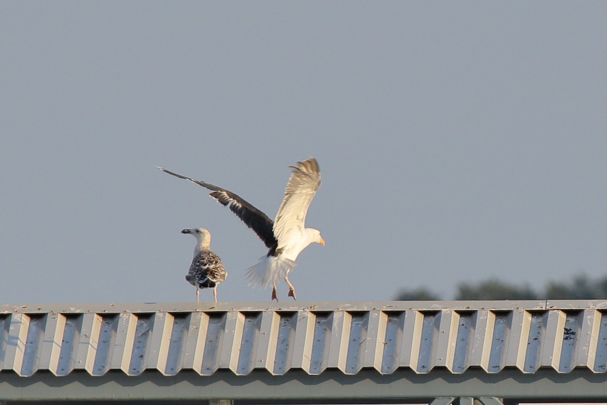 Great Black-backed Gull - ML608896897