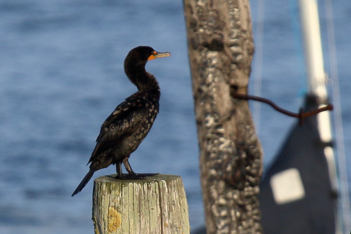 Double-crested Cormorant - ML608896911