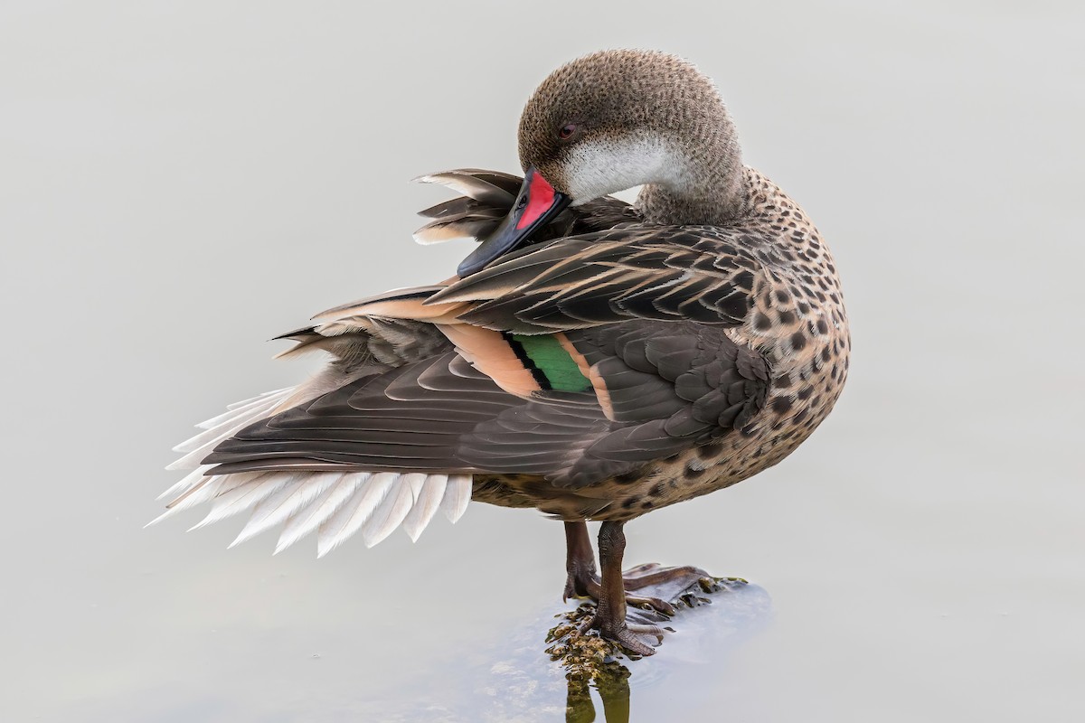 White-cheeked Pintail (Galapagos) - ML608896995