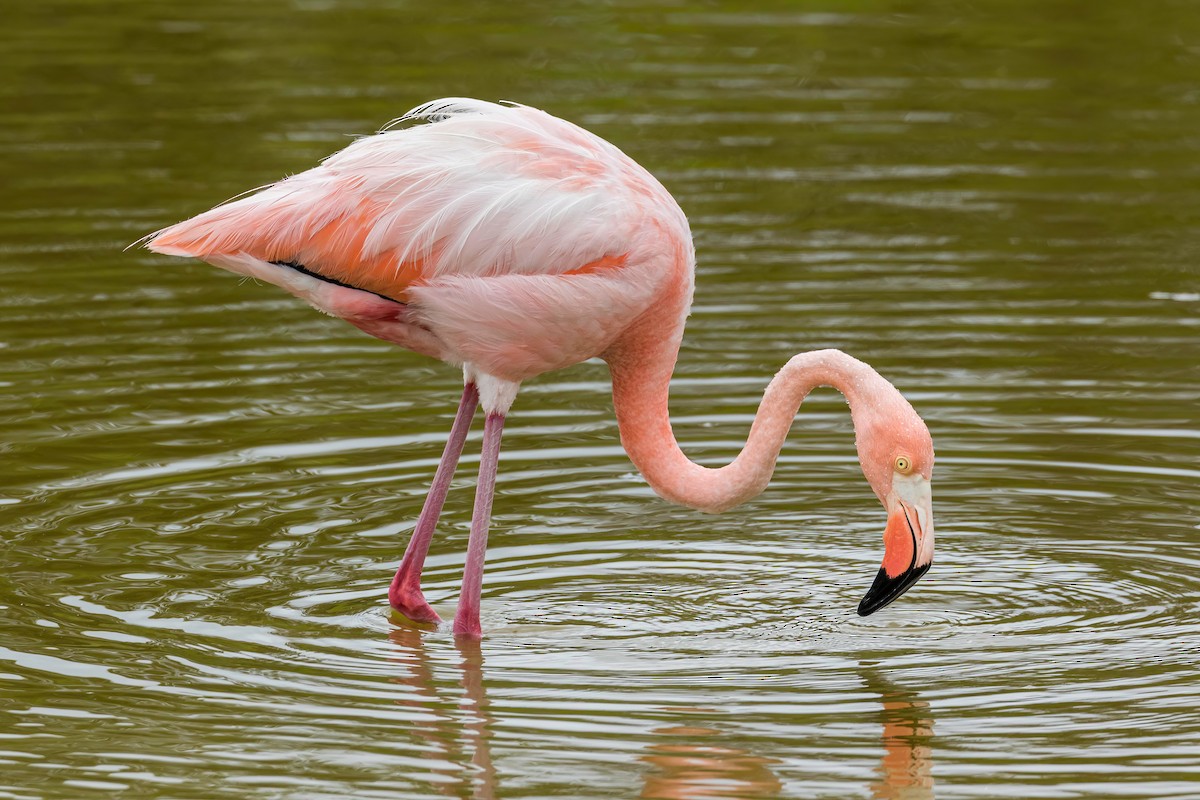 American Flamingo - ML608897015