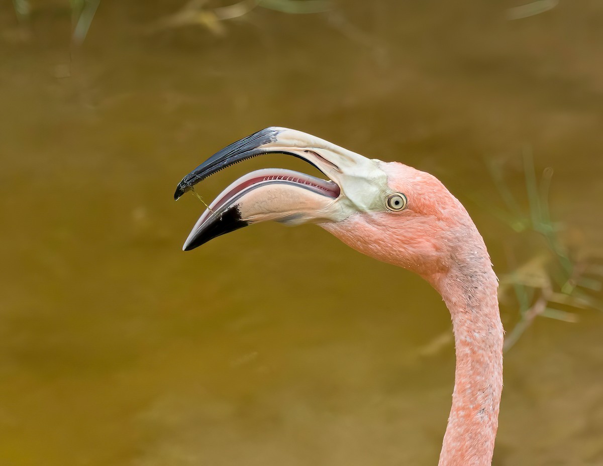 American Flamingo - ML608897017