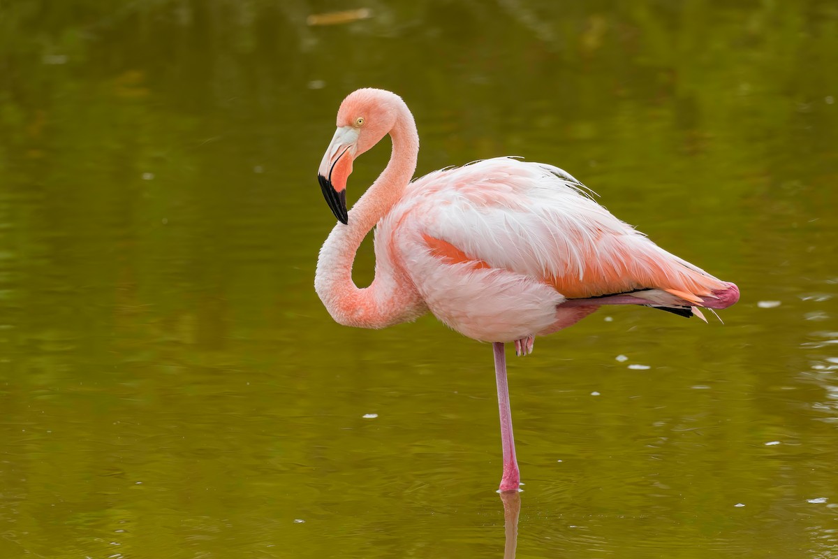 American Flamingo - ML608897018