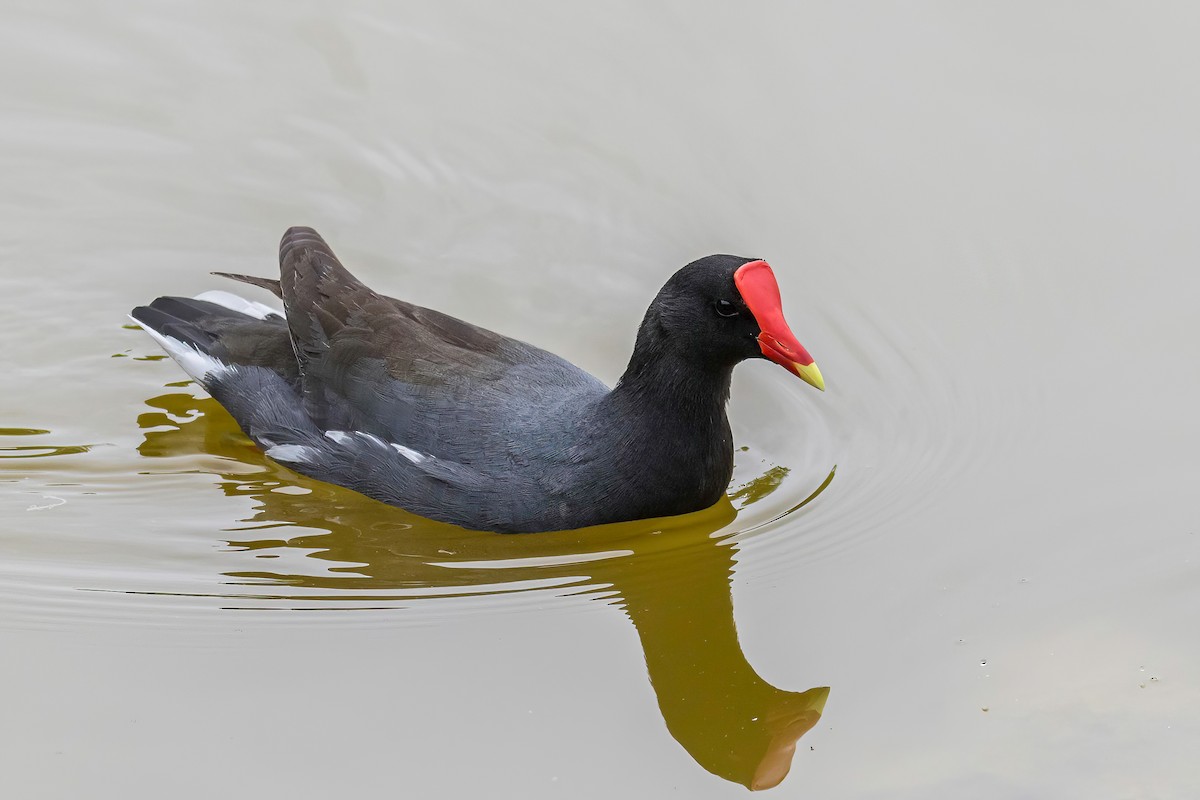 Common Gallinule - Manuel Fernandez-Bermejo