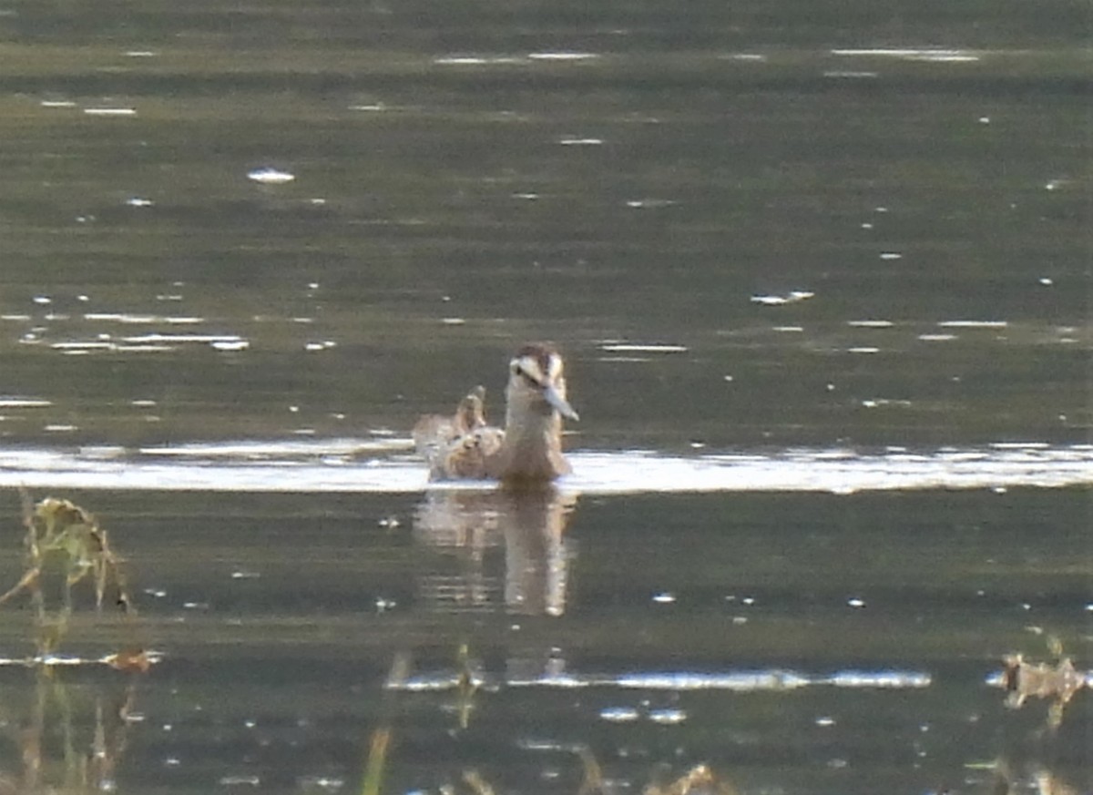 Short-billed Dowitcher - ML608897034