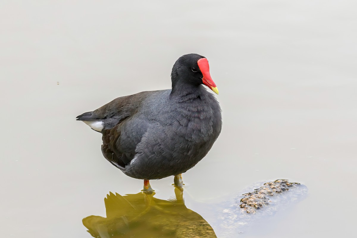 Gallinule d'Amérique - ML608897035