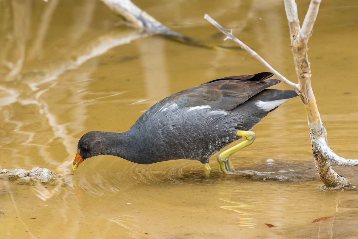 Gallinule d'Amérique - ML608897036