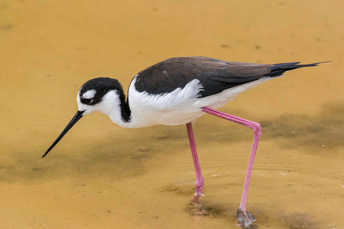 Black-necked Stilt - ML608897049