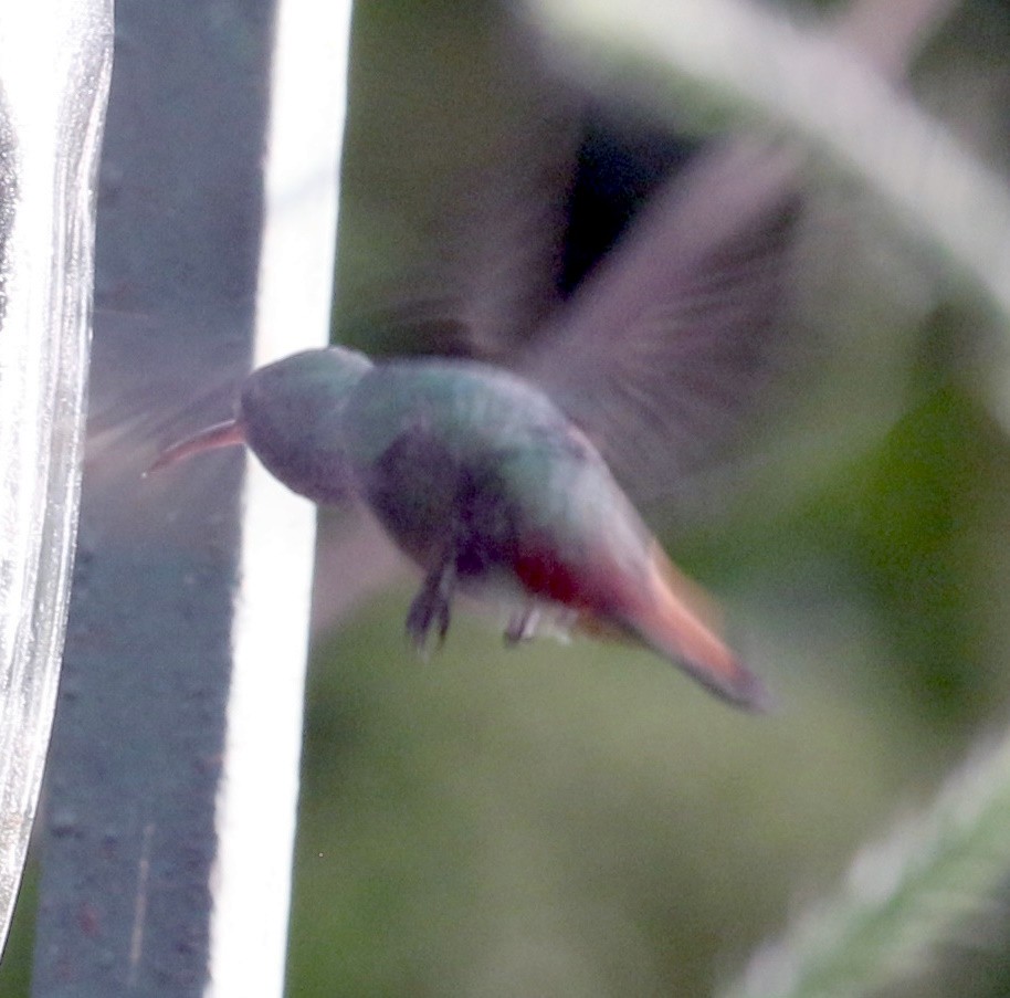 Rufous-tailed Hummingbird - ML608897105