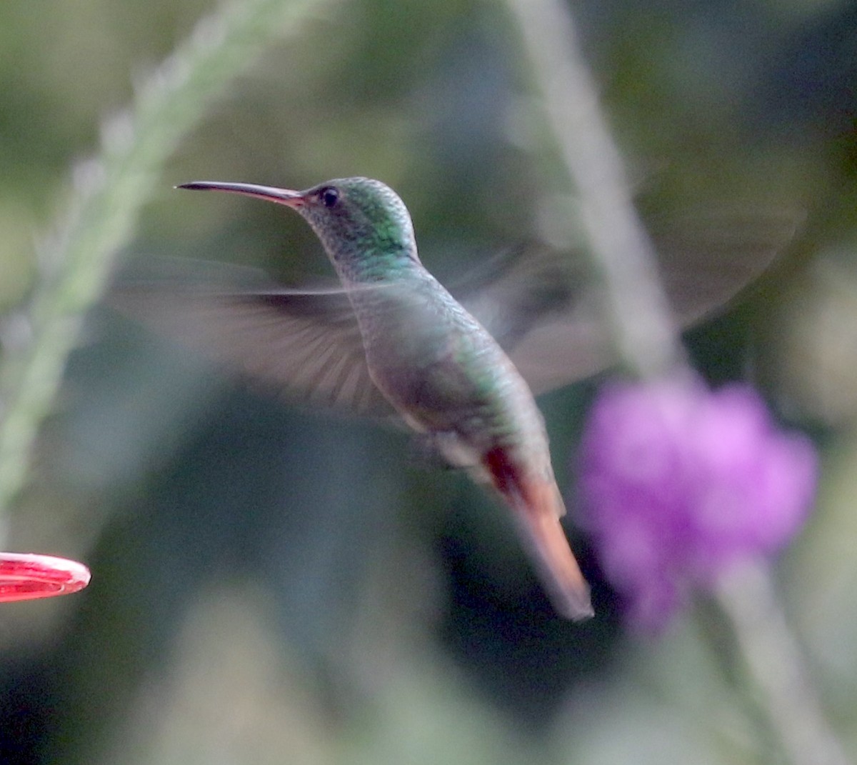 Rufous-tailed Hummingbird - ML608897106