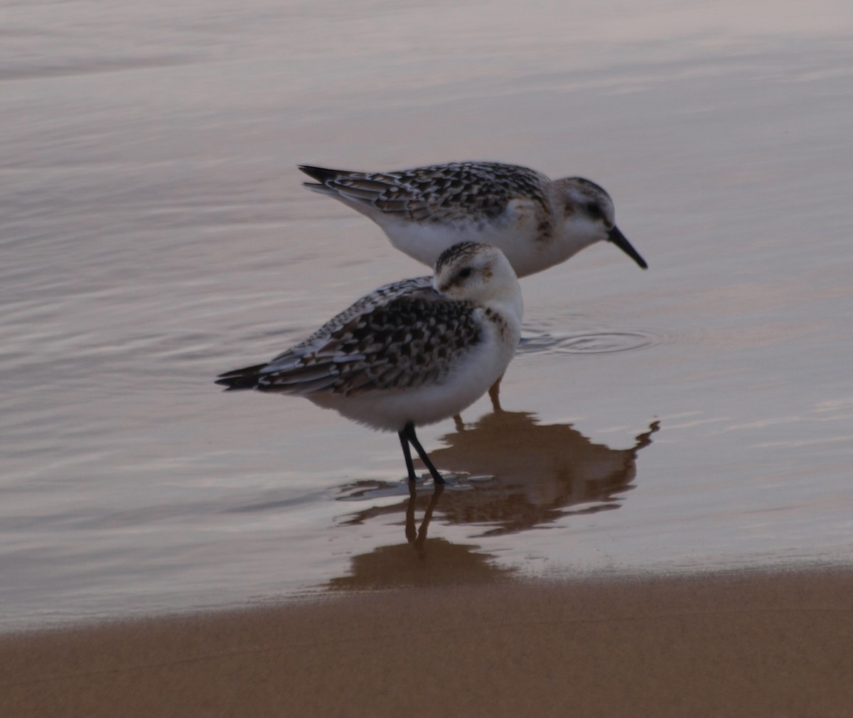 Sanderling - ML608897147