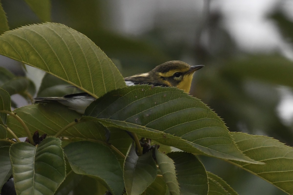 Blackburnian Warbler - ML608897157