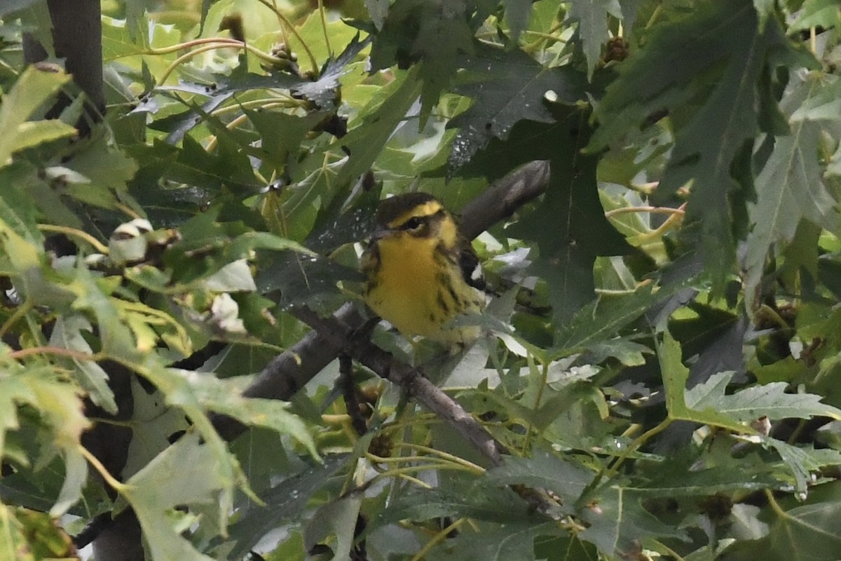 Blackburnian Warbler - ML608897160