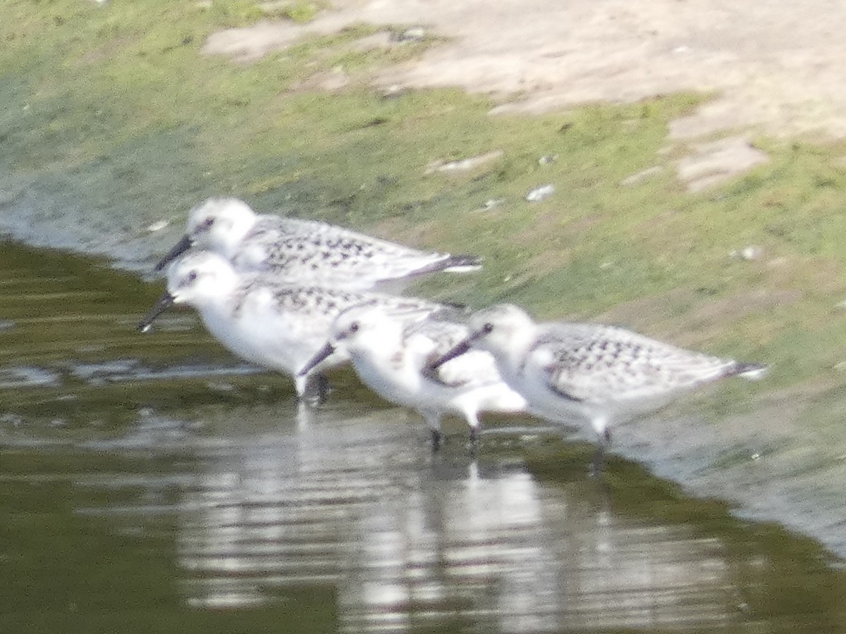 Bécasseau sanderling - ML608897346