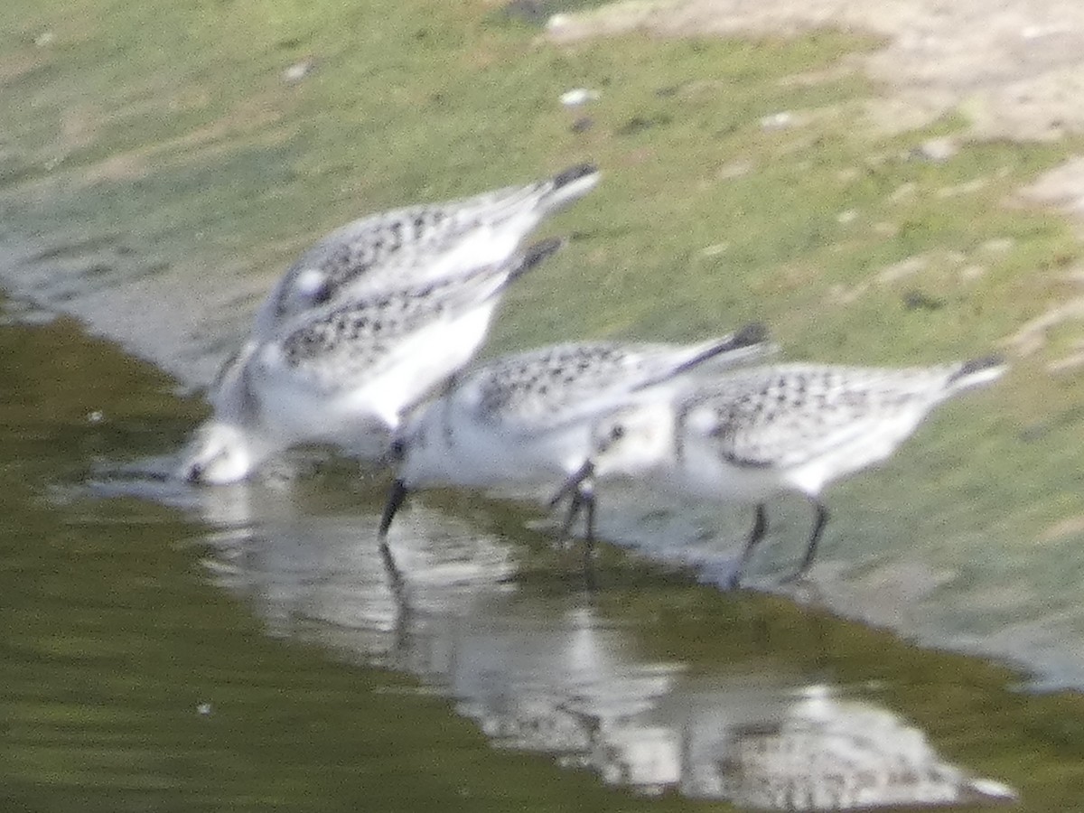 Bécasseau sanderling - ML608897349