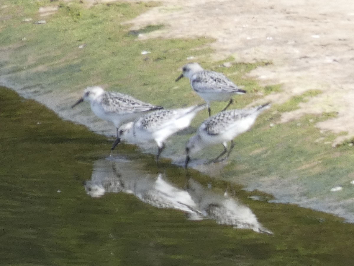 Bécasseau sanderling - ML608897357