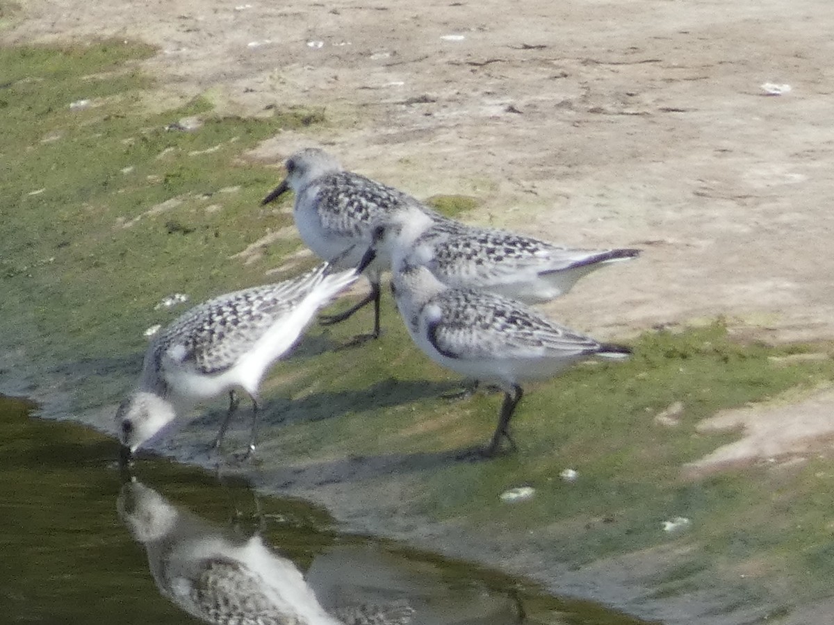 Bécasseau sanderling - ML608897367