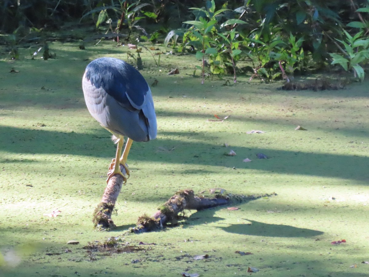 Black-crowned Night Heron - ML608897371