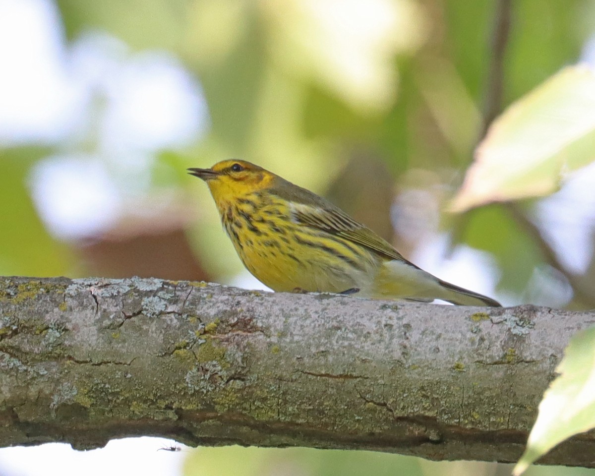 Cape May Warbler - ML608897469