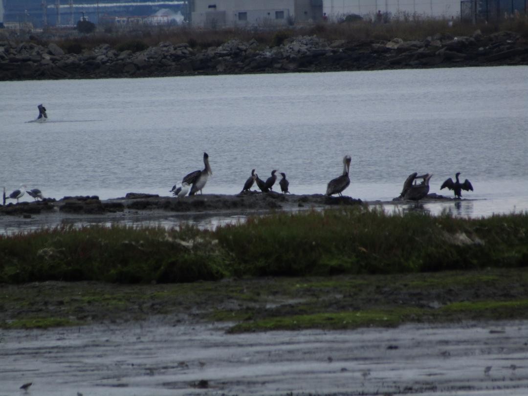 Brown Pelican - ML608897491
