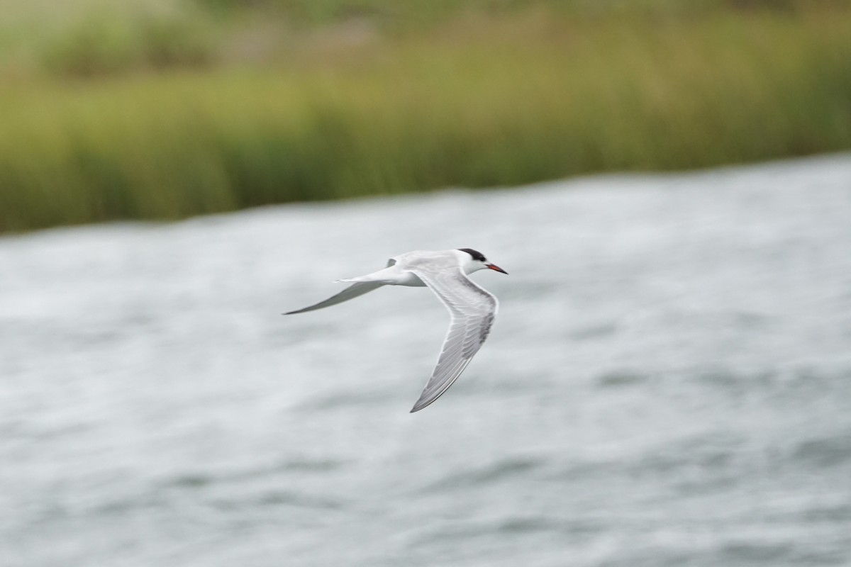 Common Tern - ML608897758