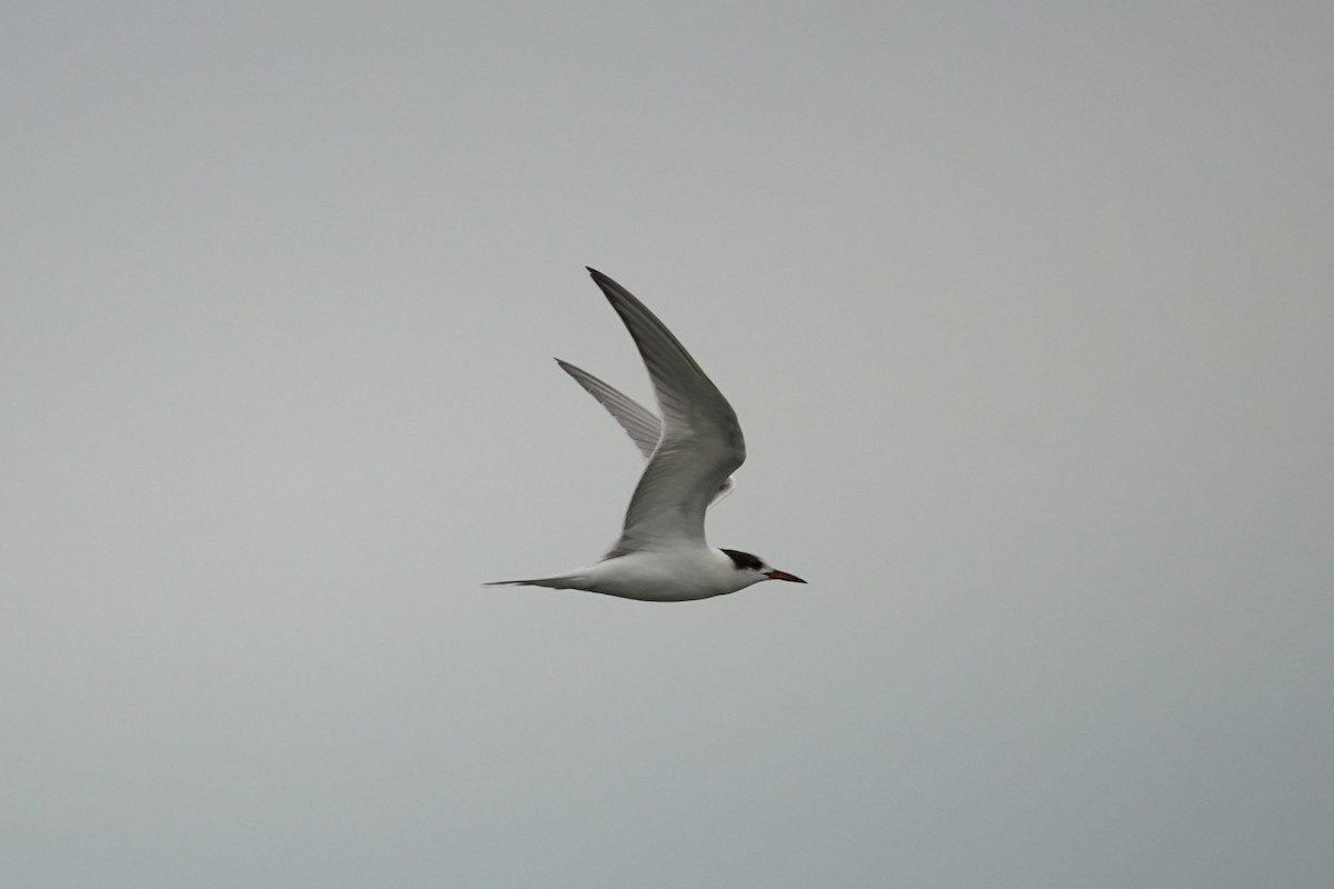 Common Tern - ML608897765
