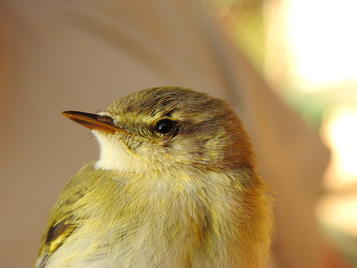 Iberian Chiffchaff - ML608898061