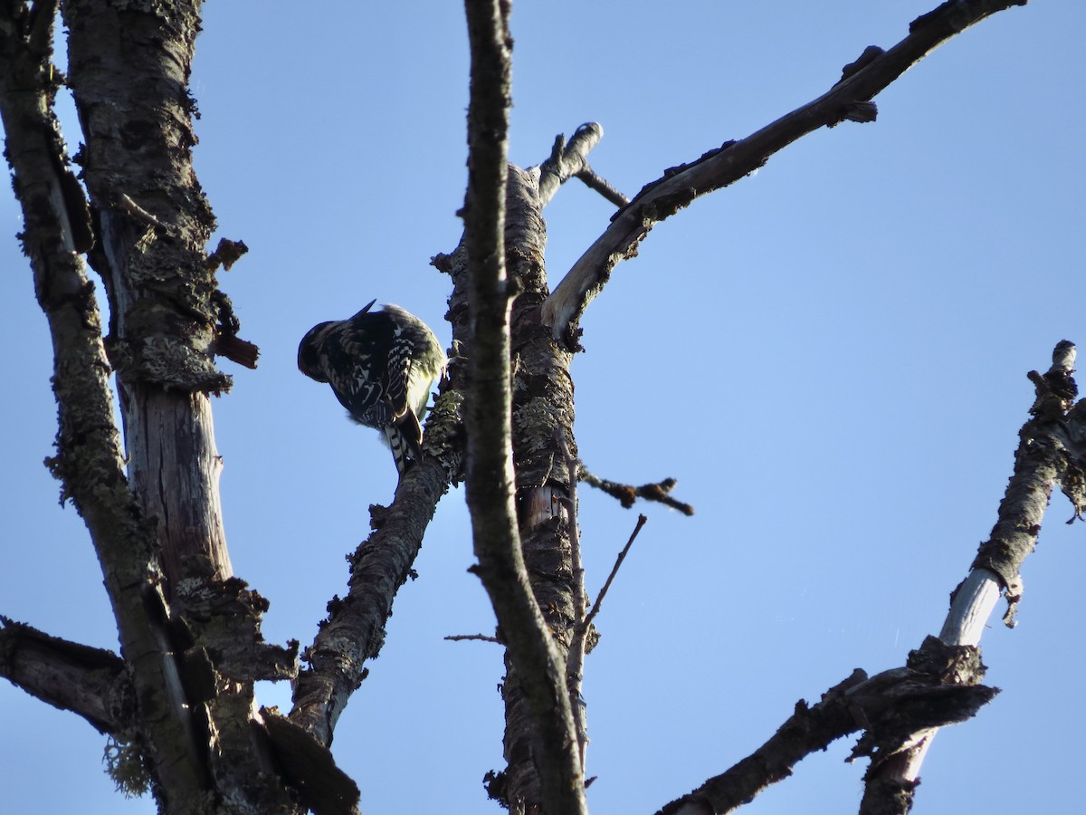 Red-naped Sapsucker - ML608898215