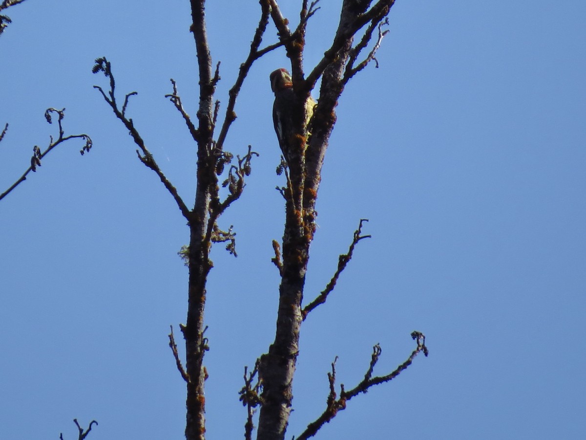 Red-naped Sapsucker - ML608898216