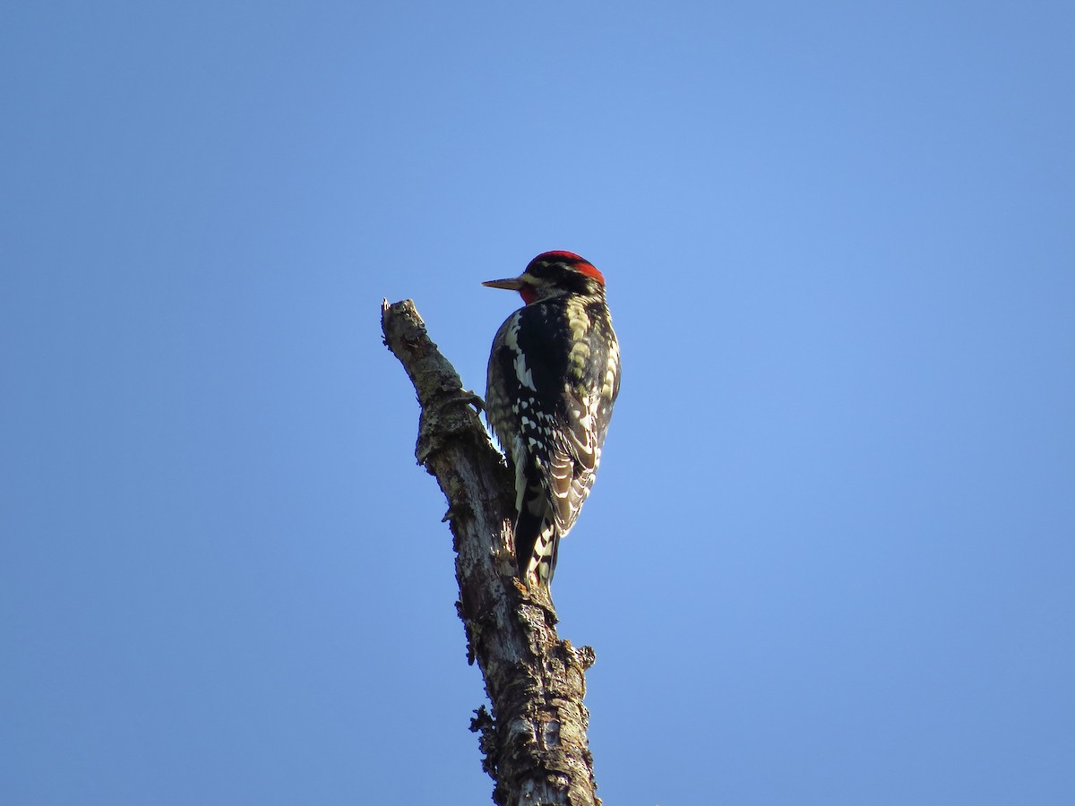 Red-naped Sapsucker - ML608898217