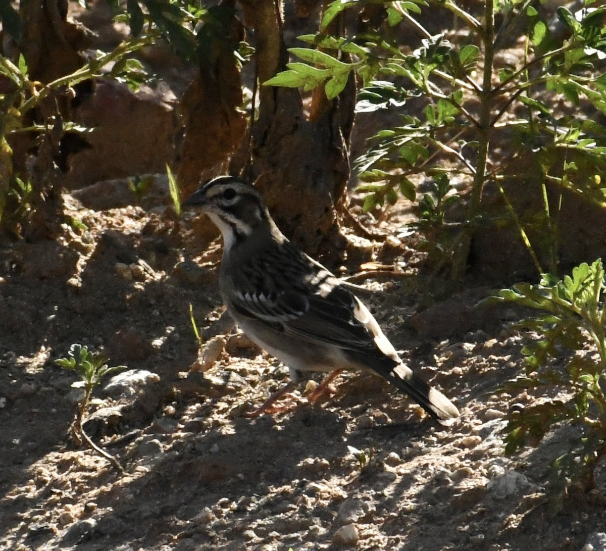 Lark Sparrow - ML608898237