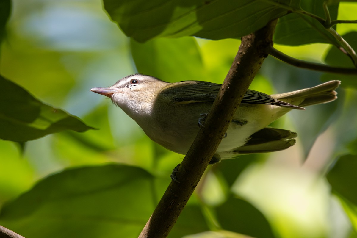 Red-eyed Vireo - ML608898253