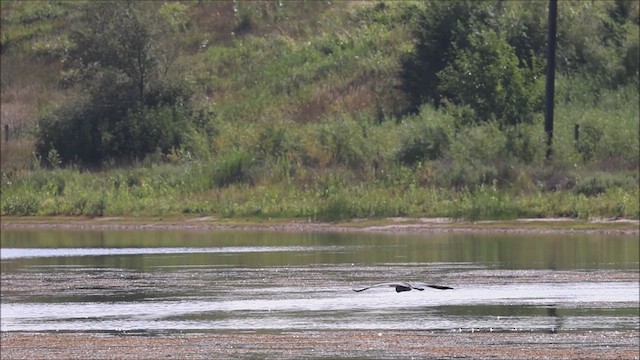 Great Blue Heron - ML608898287