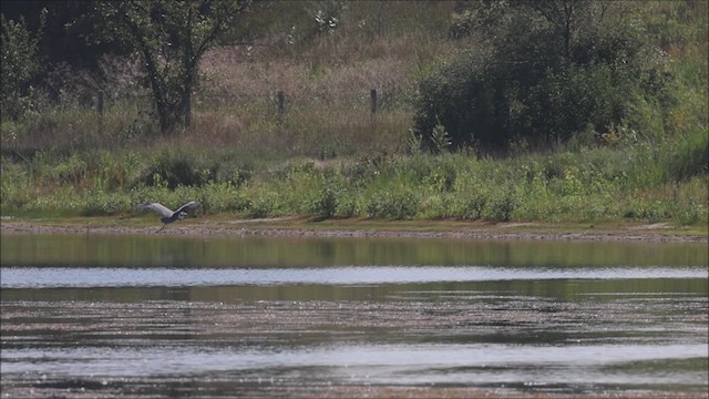 Great Blue Heron - ML608898290