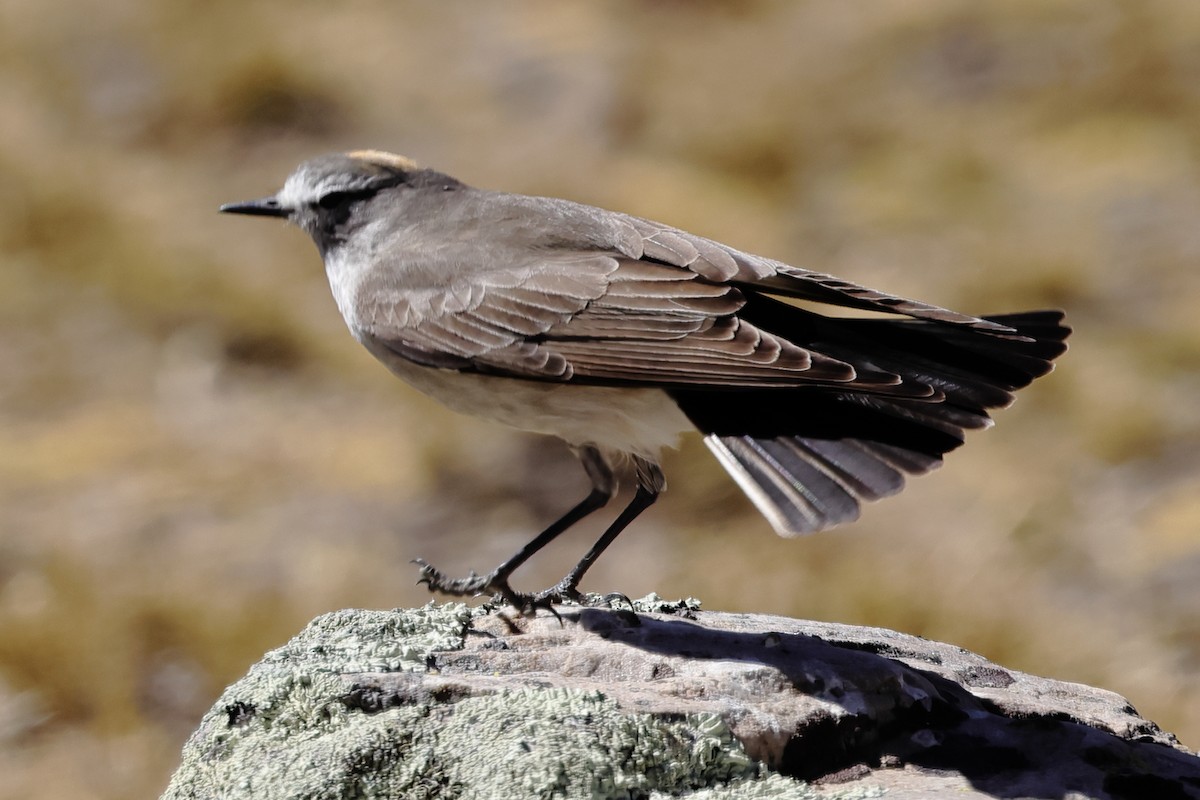 Ochre-naped Ground-Tyrant - ML608898367