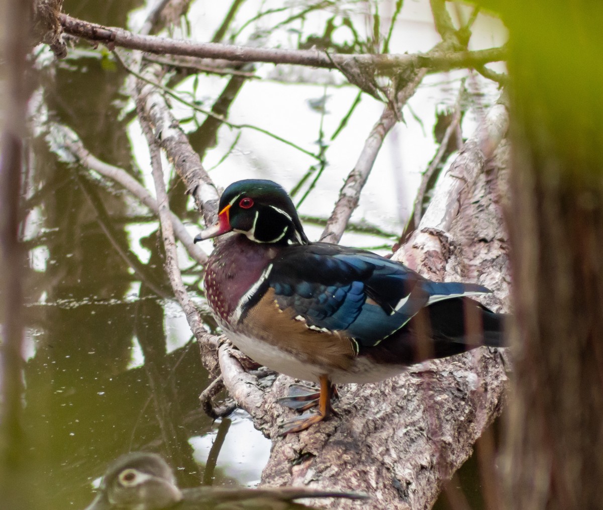Wood Duck - Frank Young